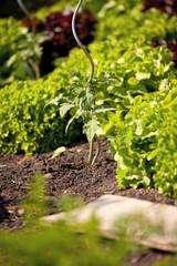 Plant de tomate au potager
