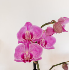 Fototapeta na wymiar Orchideen in Pink - knabenkräuter
