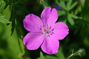 Kwiat Bodziszek czerwony