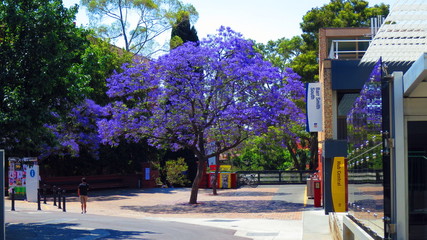 jacaranda tree in adelaide