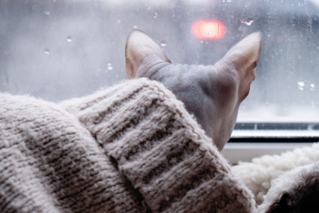 dressed sphinx cat looks out of the rainy window