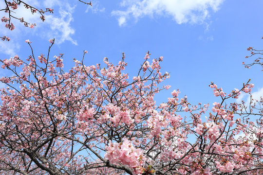河津桜