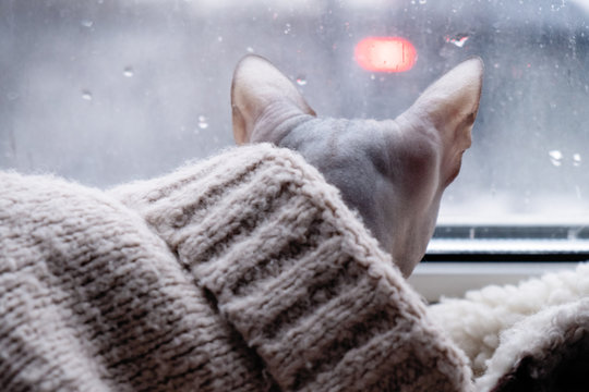 dressed sphinx cat looks out of the rainy window