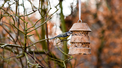 Blaumeise an Vogelfutterstation