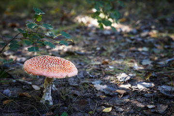 Poisonous Spotted Mushrooms in Magical Green Forest