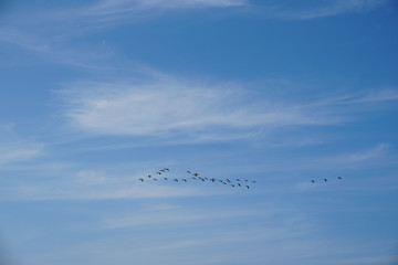 Flock of birds over blue sky with clouds in background
