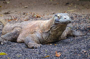 komodo dragon