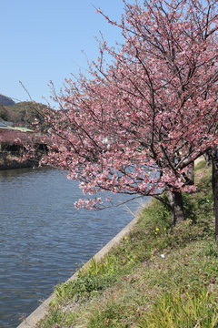 河津桜