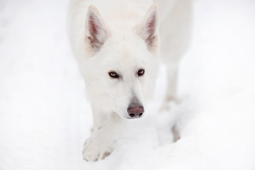 Naklejka premium White Swiss Shepherd in the winter forest