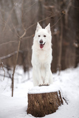 White Swiss Shepherd in the winter forest