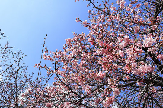 河津桜