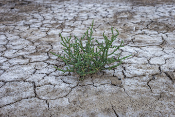 Salicornia plant that grows in salt marshes on beaches is tasty and healthy food.