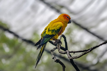 parrot on a branch