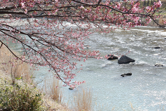 河津桜
