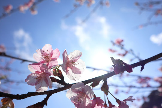 河津桜