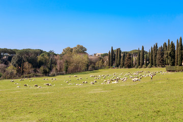 Fototapeta na wymiar Flock of Sheep in Rome