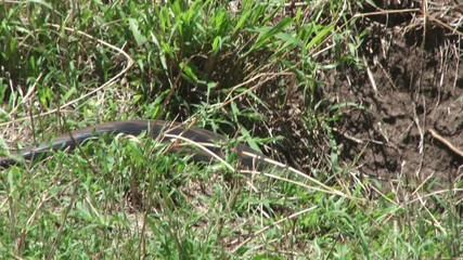 A rock python slithering into a hole in an anthill.mov