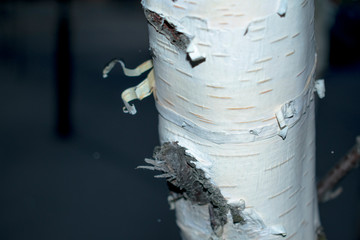 Birch tree