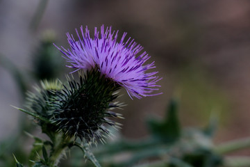 Devedikeni, Thistle