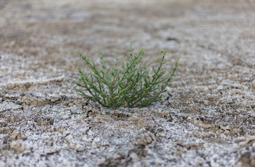 Salicornia plant that grows in salt marshes on beaches is tasty and healthy food.