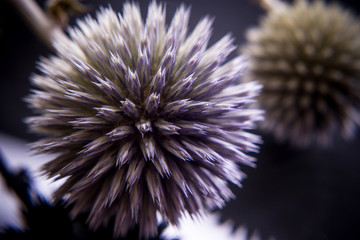 Thistle spiked ball studies shot close-up