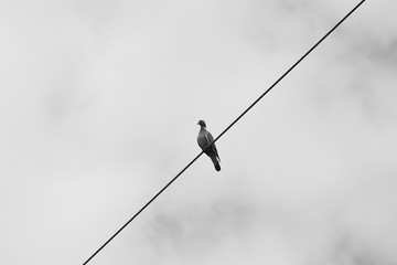 Oiseau sur un fil électrique .