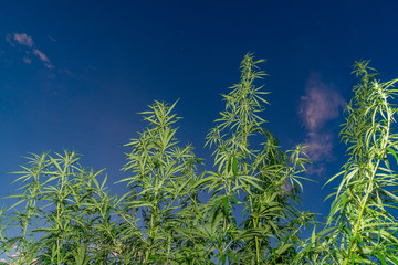 Cannabis leaf, medical marijuana. Cannabis flowers and seeds in green field with back light. Marijuana plant leaves growing high.
