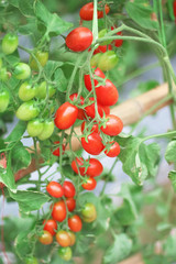 Colorful  red and green tomatoes hanging with green leaf on trees in organic  vegetable farm ,nature background