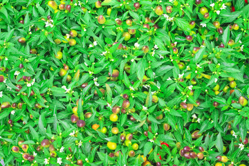 Top view colorful ornamental five color chilli blooming in organic vegetable farm