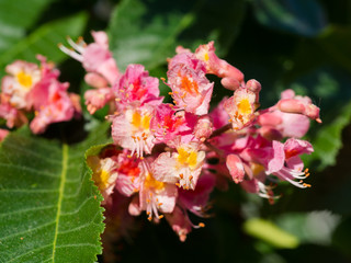 Beautiful pink blossom of horse-chestnut tree in the sunglight