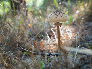 The parasol mushroom (Macrolepiota procera, Lepiota procera) growing in the wood