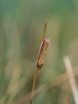 Oncocera Semirubell A Small Moth On A Grass