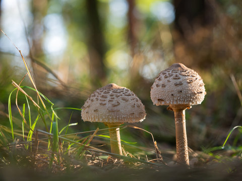 The parasol mushrooms (Macrolepiota procera, Lepiota procera) growing in the wood