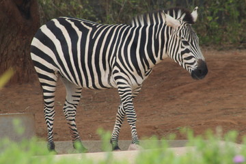 Fototapeta na wymiar A calmly standing Zebra side-pose