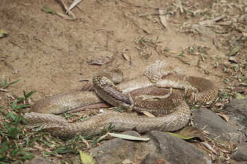 Indian Cobra shedding skin