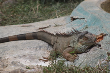 An Iguana crawling on the rock