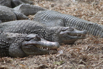 Alligator crocodiles calmly sleeping (are they ? ! )