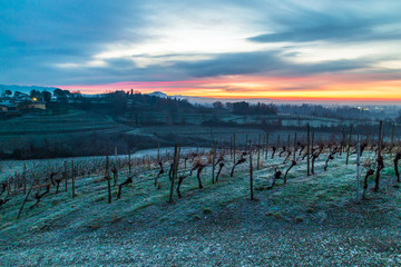 Cold misty morning in the vineyards of Italy