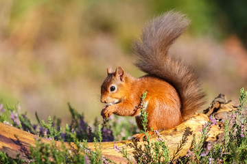 Naklejka na ściany i meble Red squirrel feeding in woodland, England