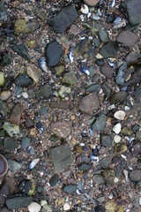 pebble and shell beach texture