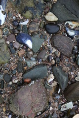 pebble beach stones and shells