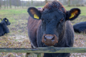 Eine Kuh schaut über den Zaun