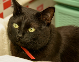 Cat, pet, furry, animal world, black cat, sadness, longing, philosopher, cat look, four-legged...