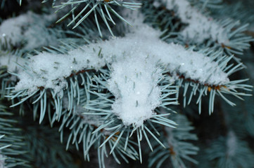 Branches of blue spruce covered with snow