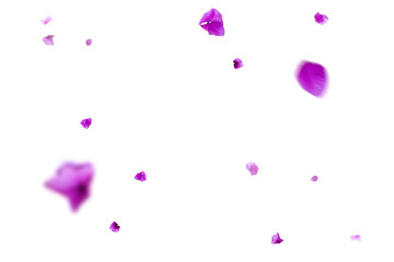 Cutouts of hydrangeas for your works and greeting cards.