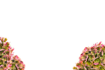 Cutouts of hydrangeas for your works and greeting cards.