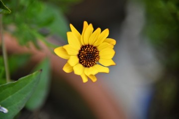 ディモルフォセカ