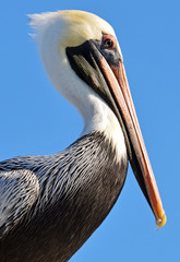 Closeup of North American adult brown pelican, detailed feathers, white and pale yellow head, red mask around eye and large orange bill with yellow hook against clear cloudless blue sky.