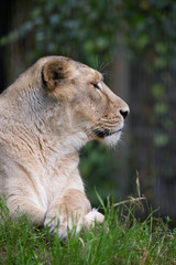 Female lion resting on grass