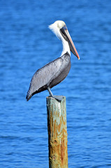 North American adult brown pelican, standing on a post detailed feathers, white and pale yellow head, red mask around eye and large orange bill with yellow hook against clear cloudless blue sky.